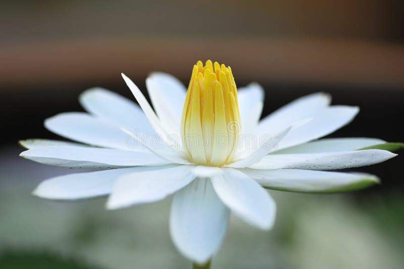 White lotus flower stock photo. Image of closeup, flora 47341748