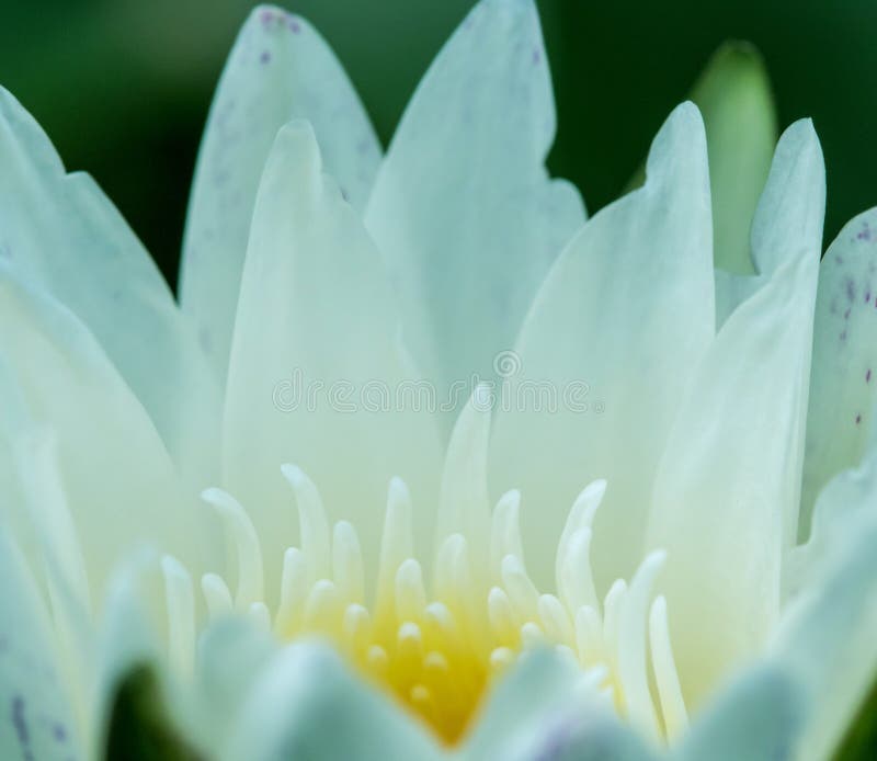 72,063 White Lotus Flower Stock Photos Free & RoyaltyFree Stock