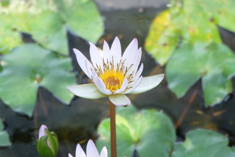 White lotus flower stock photo. Image of environment 67395516