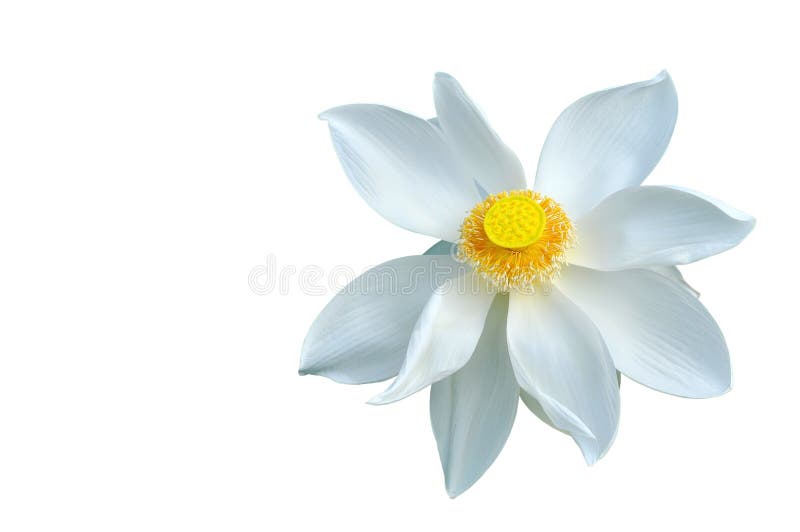 White lotus flower stock photo. Image of flora, chinese - 14860942