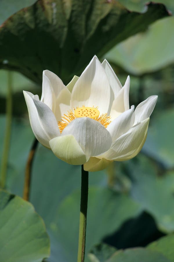 White Lotus Flower stock image. Image of indian, water