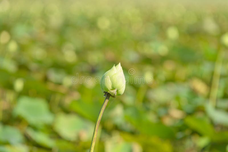 White Lotus flower stock photo. Image of indian, natural 89108196
