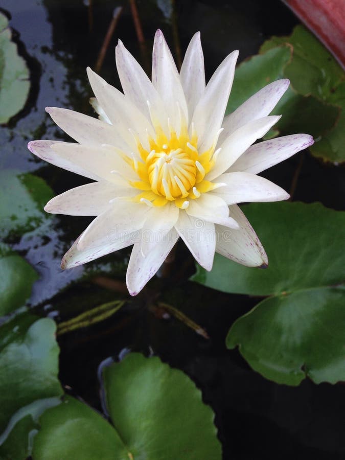 White lotus flower editorial stock photo. Image of lotus 57932643