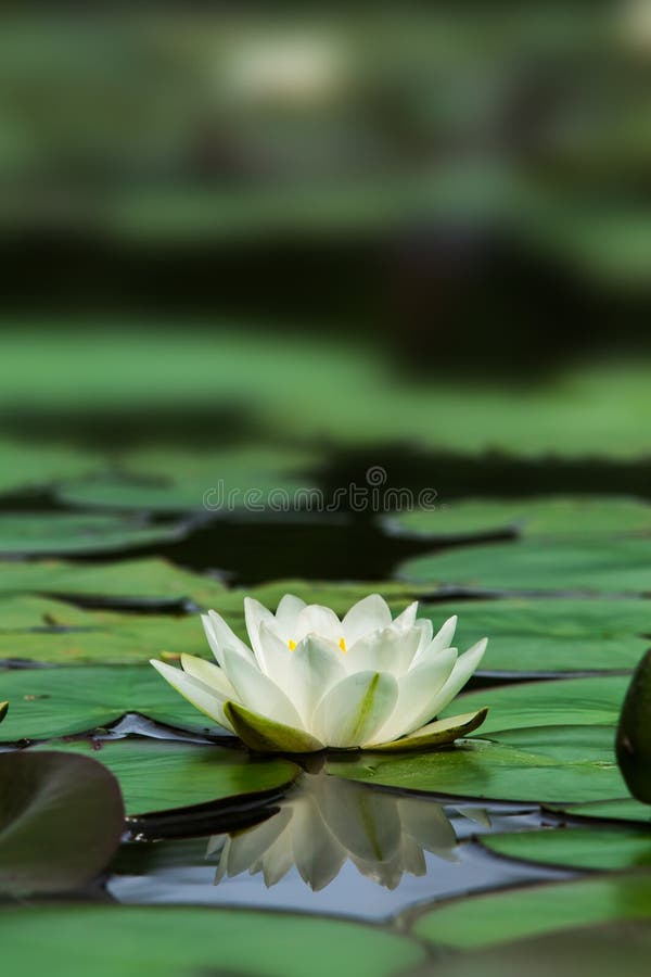 White lotus stock image. Image of artistic, colorful 43838309