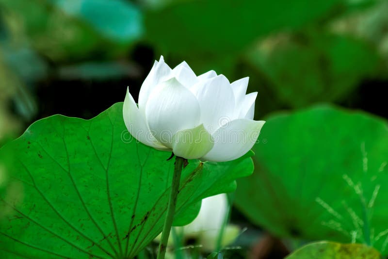 White Lotus Blooming Isolated White Stock Image Image of lotus