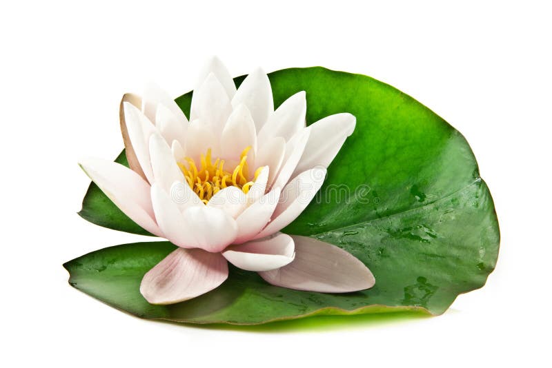 White lotus on leaf