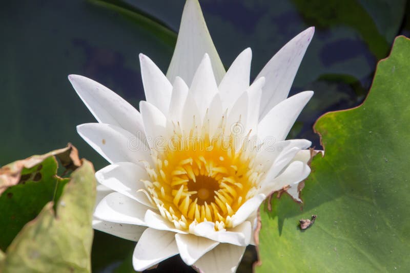 The White Lotus Means Cleanliness in Mind. Stock Image Image of lily, green 93490561