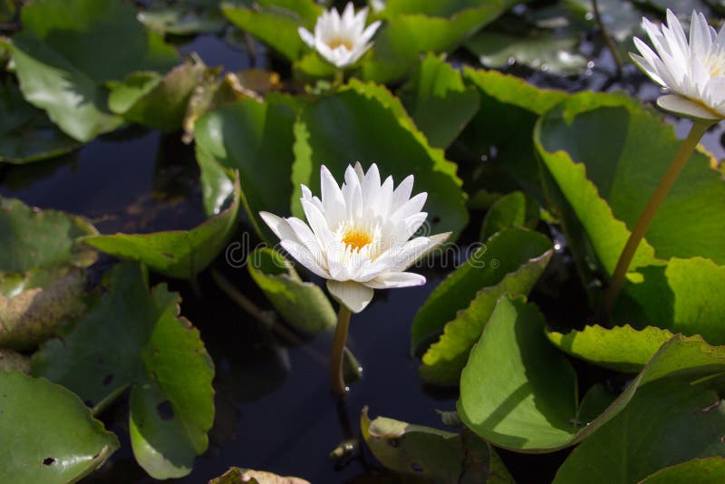 The White Lotus Means Cleanliness in Mind. Stock Image Image of spring, lake 93491025