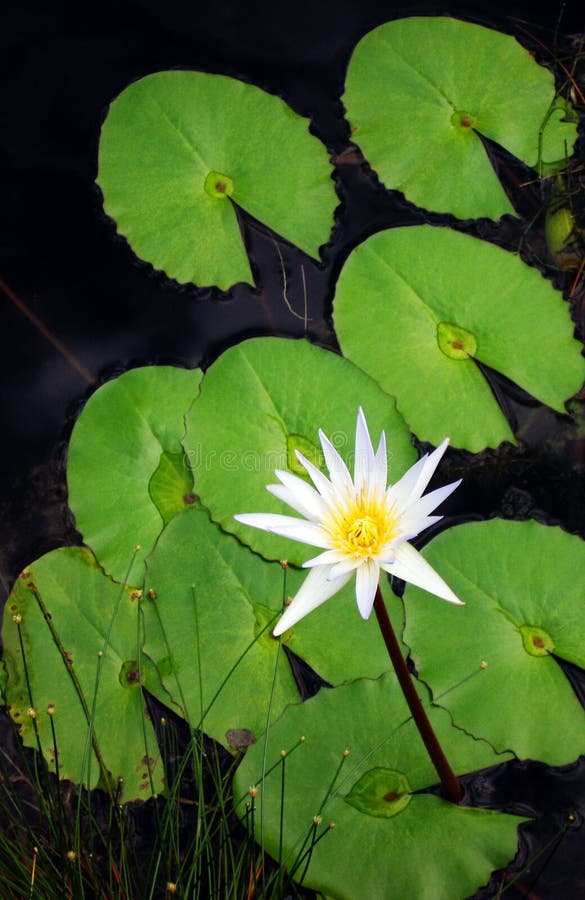 Klidný obraz kvetoucí bílý lotosový květ s pozadím zelený leknín podložky.