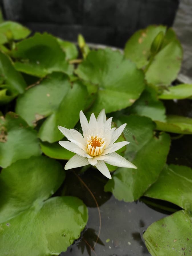 White Lotus stock photo. Image of lily, blossom, leaf 262434242