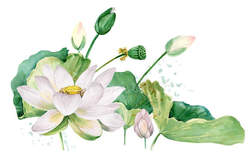 White Lotus Watercolor Botanical Illustration. Stock Illustration -  Illustration of isolated, buddhism: 172986839