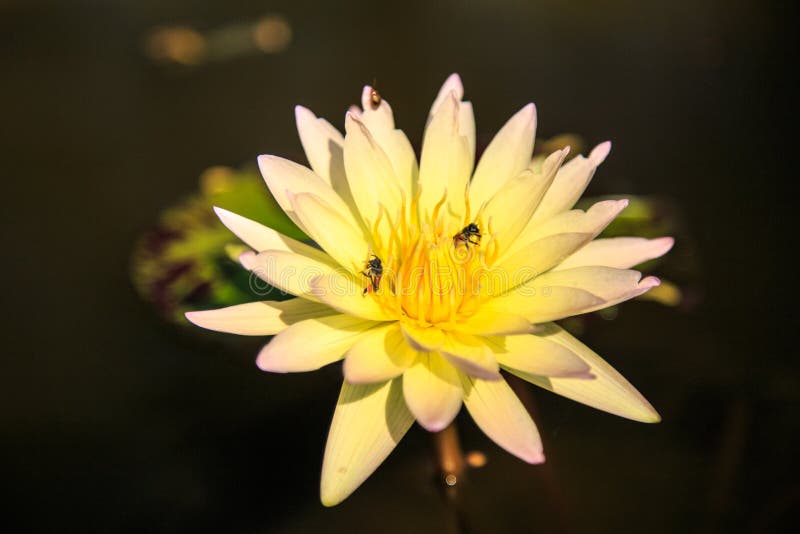 White lotus and yellow stock image. Image of isolated 38502837