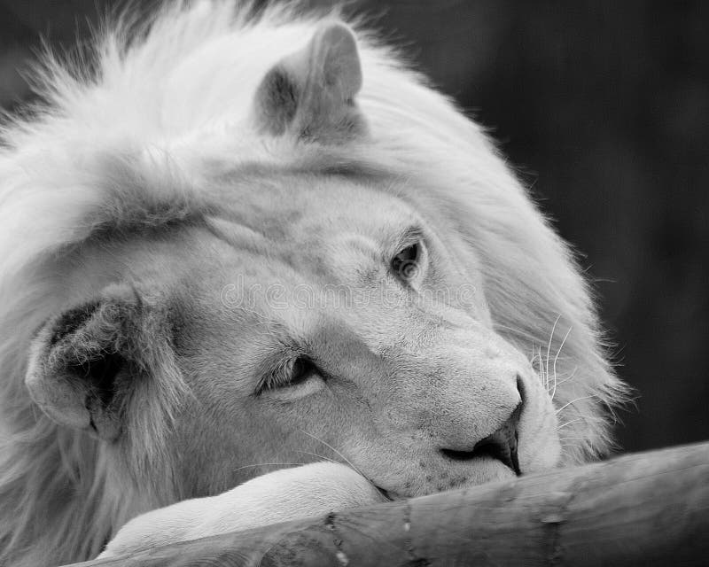 White Lion braught to extiction for 12 years in the wild by canned hunting. White Lion braught to extiction for 12 years in the wild by canned hunting