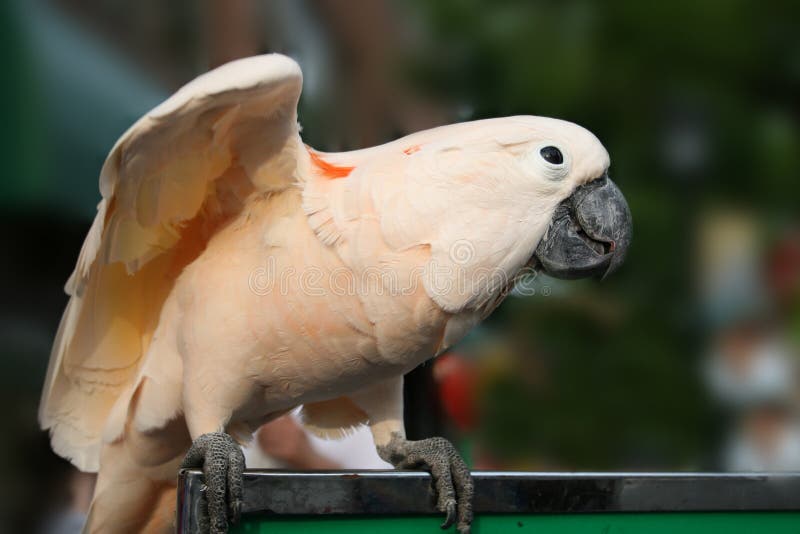 White Macaw stock image. Image of wing, wildlife, nature 2538289