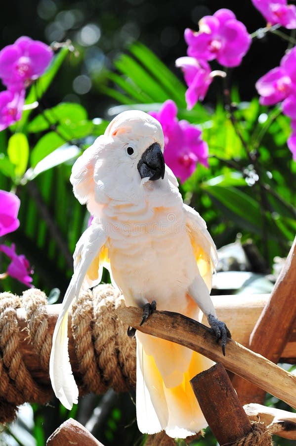 White macaw in flight stock photo. Image of white, wing 22969816