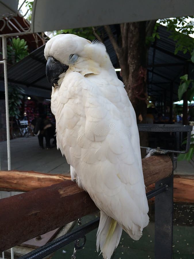 White macaw in flight stock photo. Image of white, wing 22969816