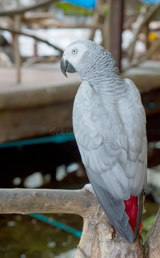 White macaws stock photo. Image of specie, park, wing 22984392