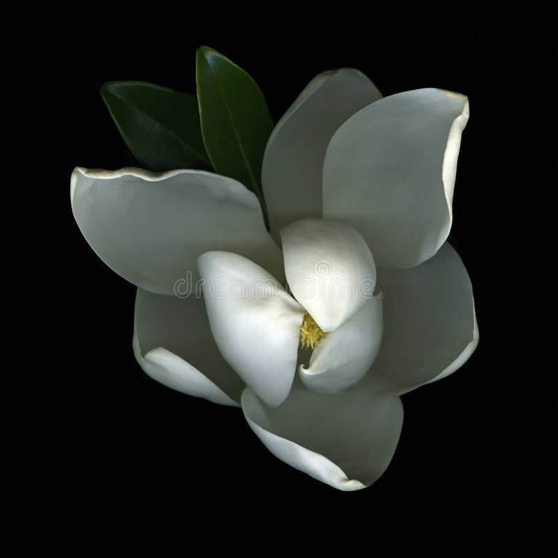 White magnolia blossom isolated on black.