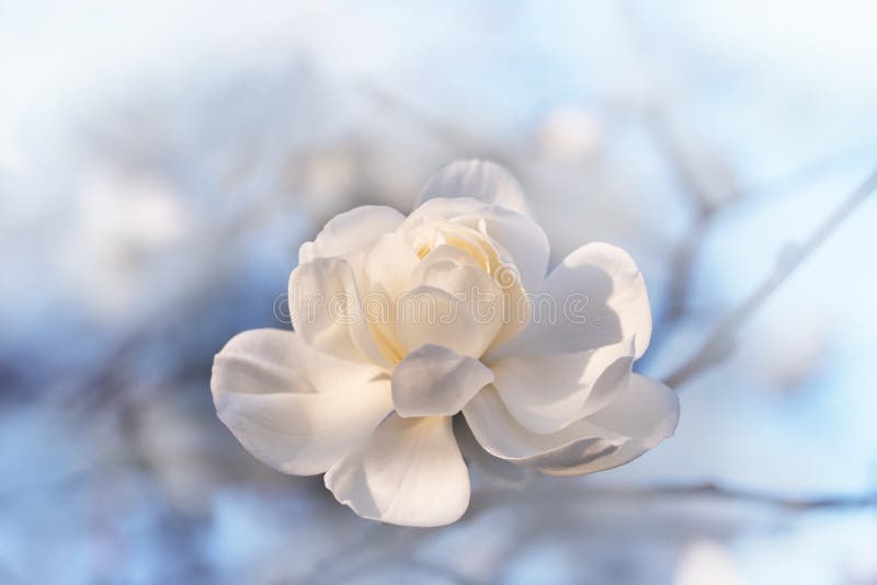 Opened white magnolia blossom outdoor with soft background. sympathy card design with copy space. Opened white magnolia blossom outdoor with soft background. sympathy card design with copy space