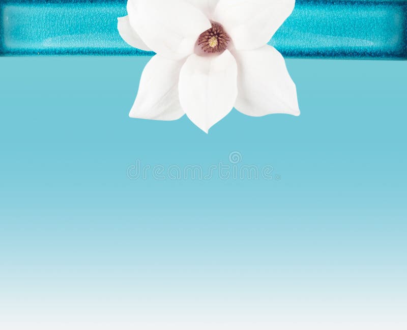 White Magnolia flower in Blue Bowl on Turquoise
