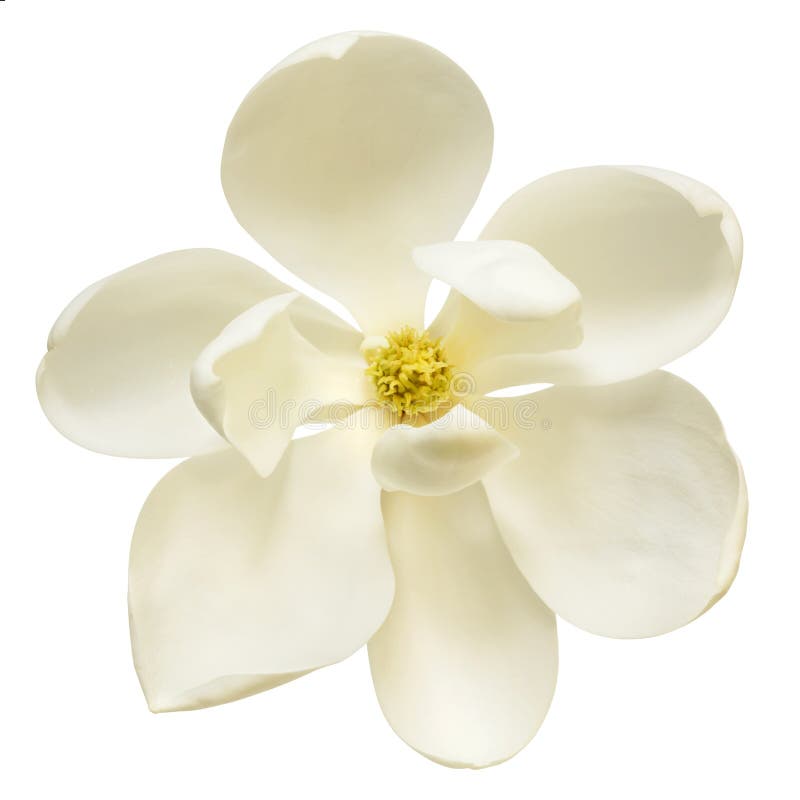 White Magnolia Flower Top View Isolated royalty free stock photography