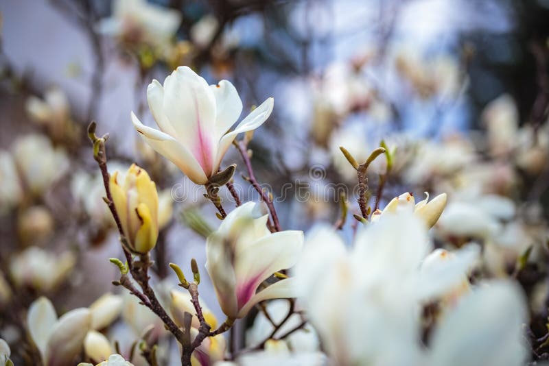 White Magnolia Flowers In Full Bloom. Beautiful Creamy Magnolia Stock