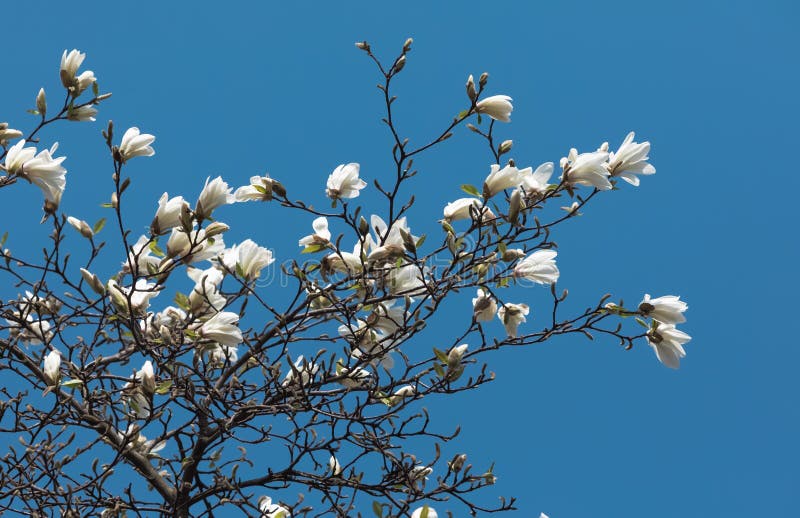 White magnolia flowers stock photo. Image of blossom 90054110