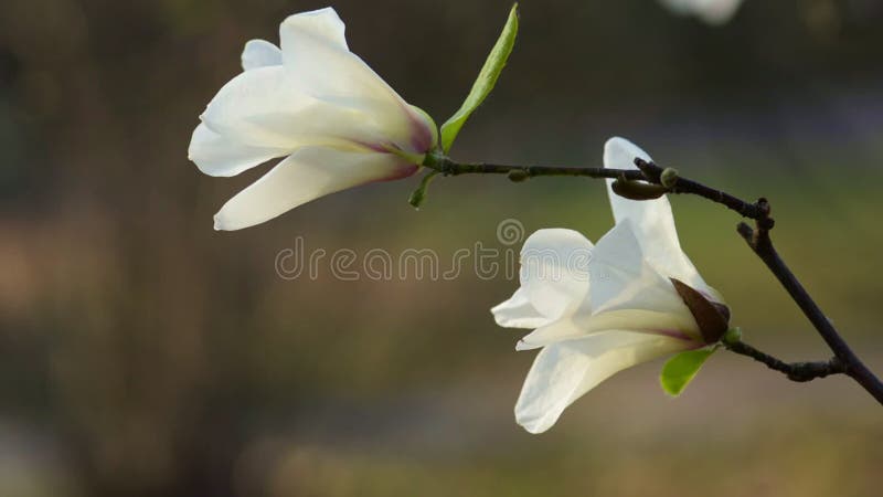 White magnolia flowers side view