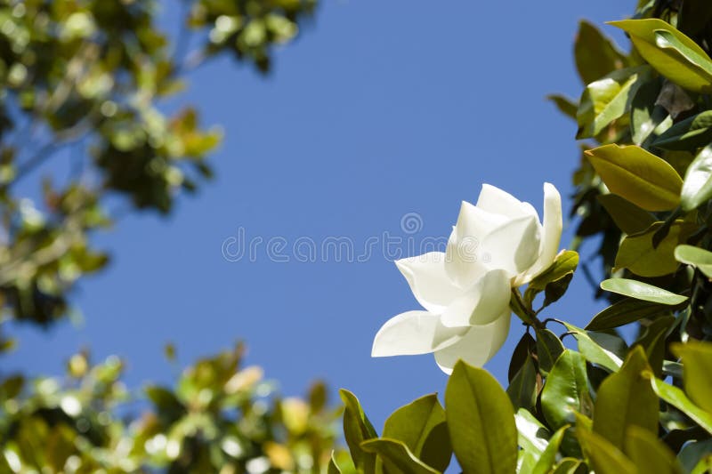 Magnolia grandiflora stock image. Image of florida, head 68903115