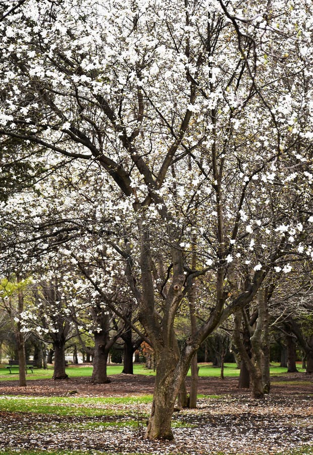 White Magnolia Tree, Full Bloom, Arboretum
