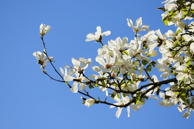 White Magnolia tree in full bloom