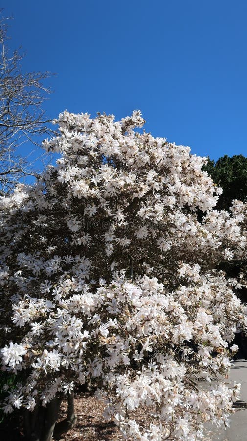White Magnolia Tree Full Spring Bloom stock photography