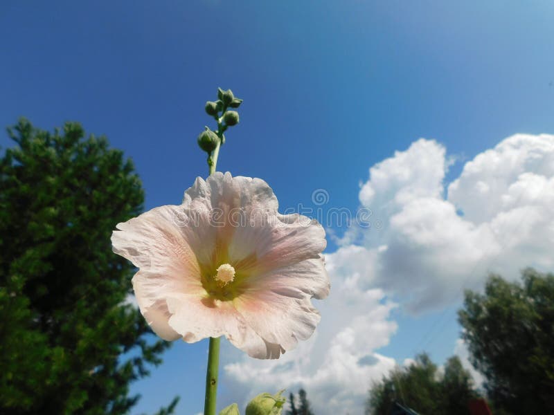 a white mallow flower on a blue sky background.