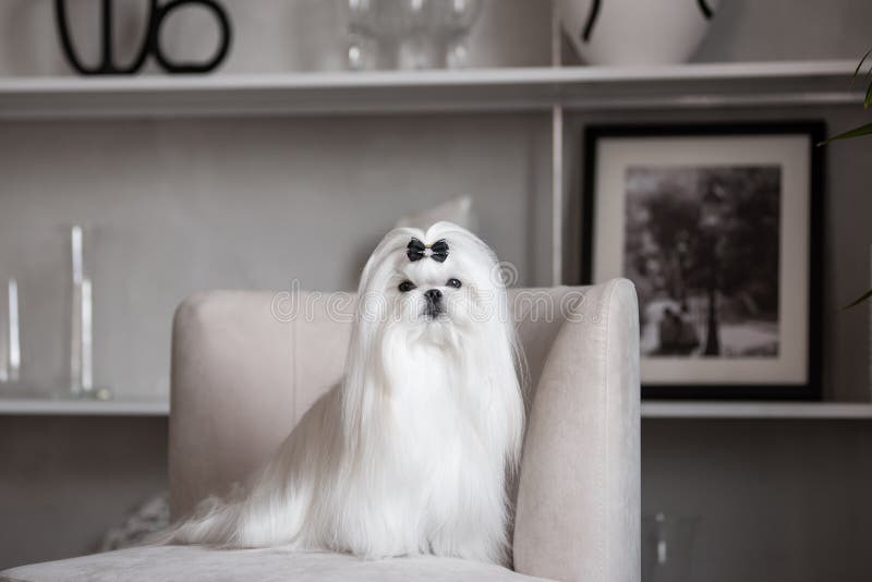 white Maltese lap-dog and lilac flowers. white Maltese lap-dog and lilac flowers