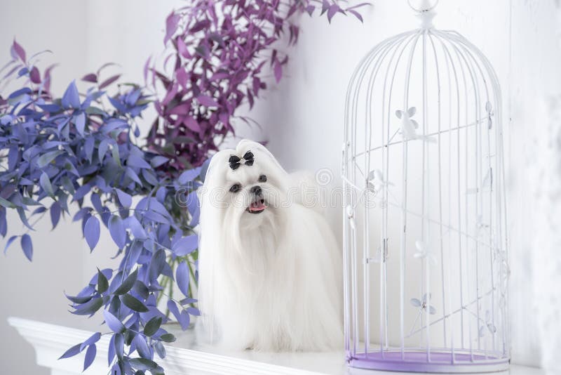 white Maltese lap-dog and lilac flowers. white Maltese lap-dog and lilac flowers