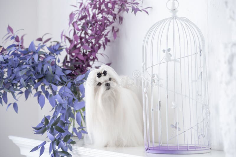white Maltese lap-dog and lilac flowers. white Maltese lap-dog and lilac flowers