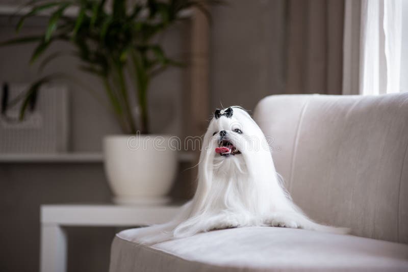 white Maltese lap-dog and lilac flowers. white Maltese lap-dog and lilac flowers