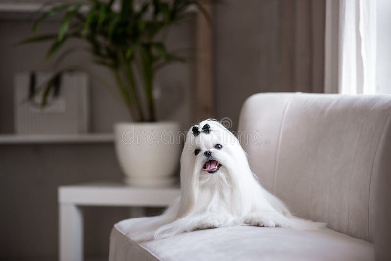 white Maltese lap-dog and lilac flowers. white Maltese lap-dog and lilac flowers