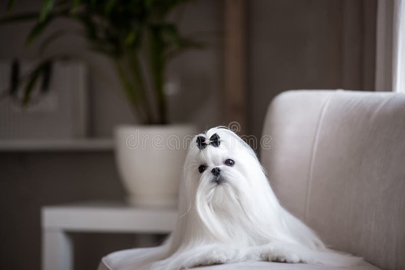 A White Maltese Dog in a Beautiful Interior. Gorgeous Grooming. Stock Image  - Image of pretty, domestic: 223384823