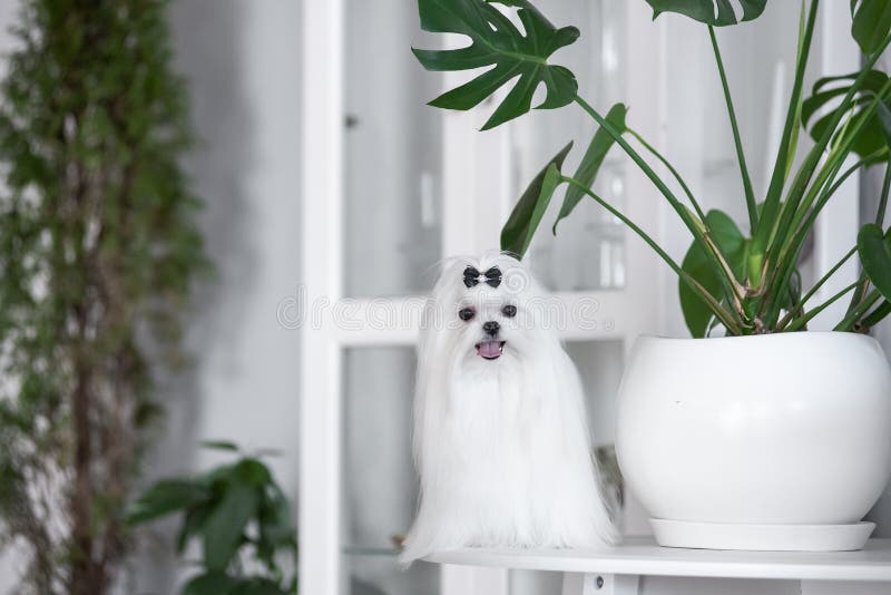 white Maltese lap-dog and lilac flowers. white Maltese lap-dog and lilac flowers