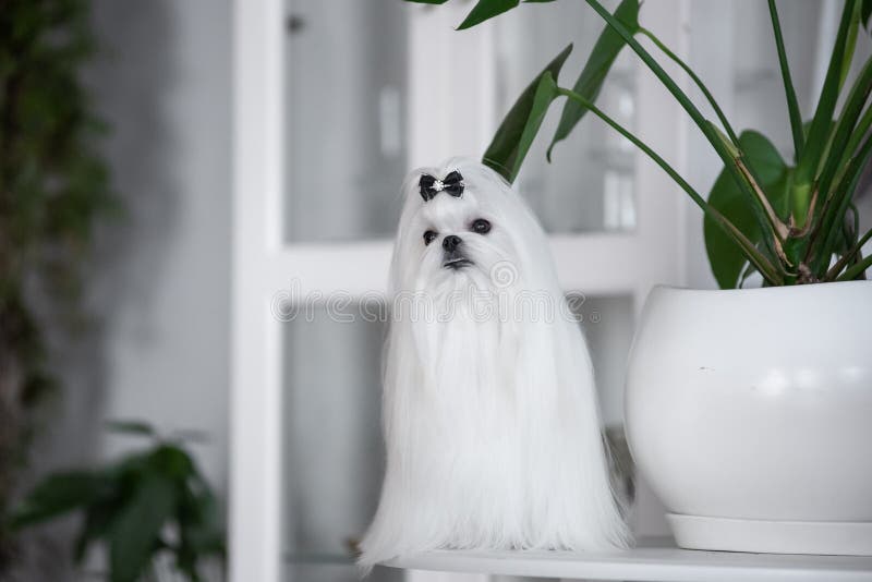 white Maltese lap-dog and lilac flowers. white Maltese lap-dog and lilac flowers