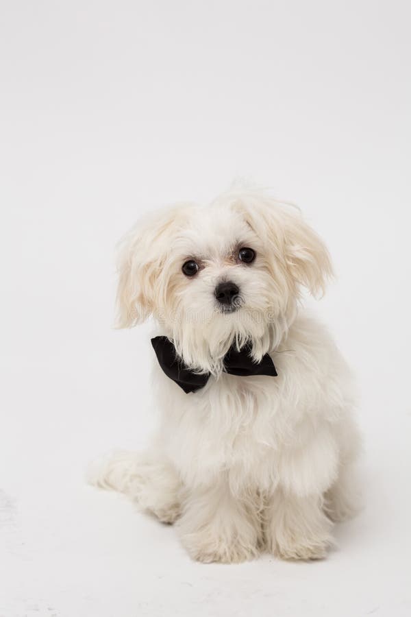 White Maltese dog stock photo. Image of background, happy - 51939926