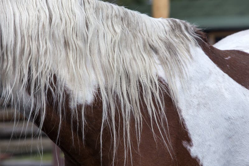 White mane on pinto horse on Wyoming ranch