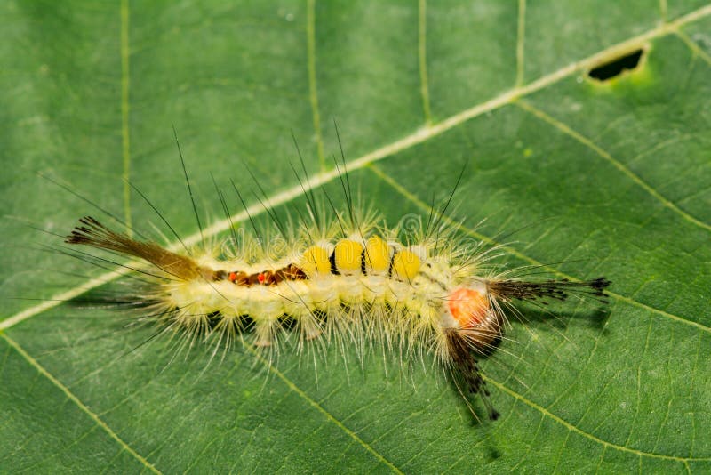 Moth caterpillar on vine 2 stock photo. Image of macro - 5892930
