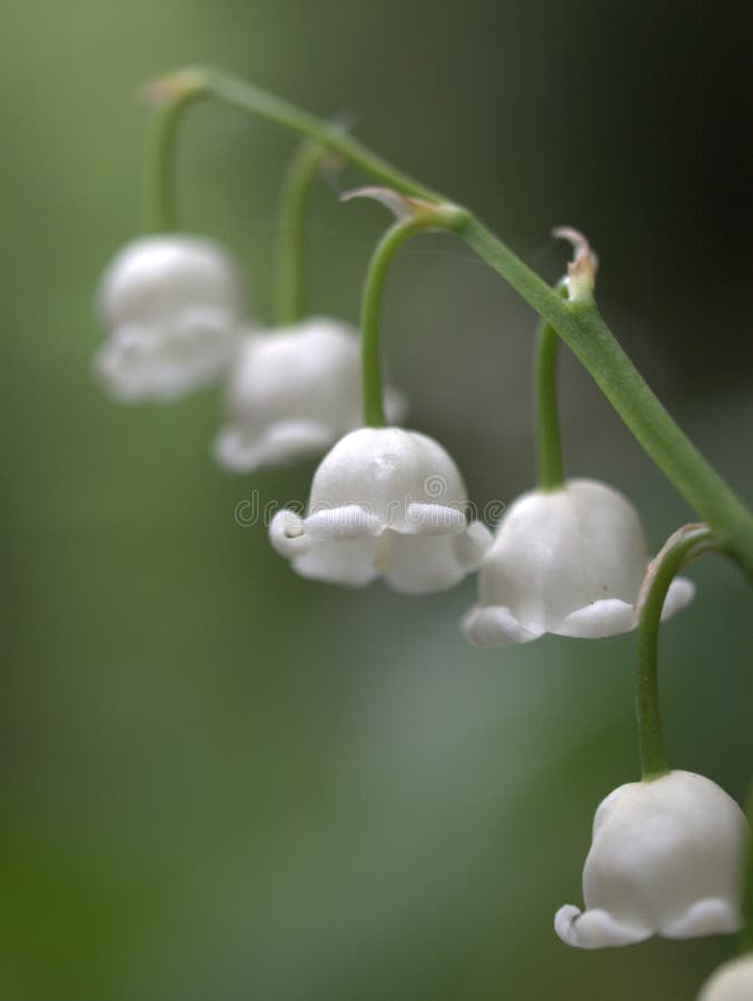 White May Lily flower