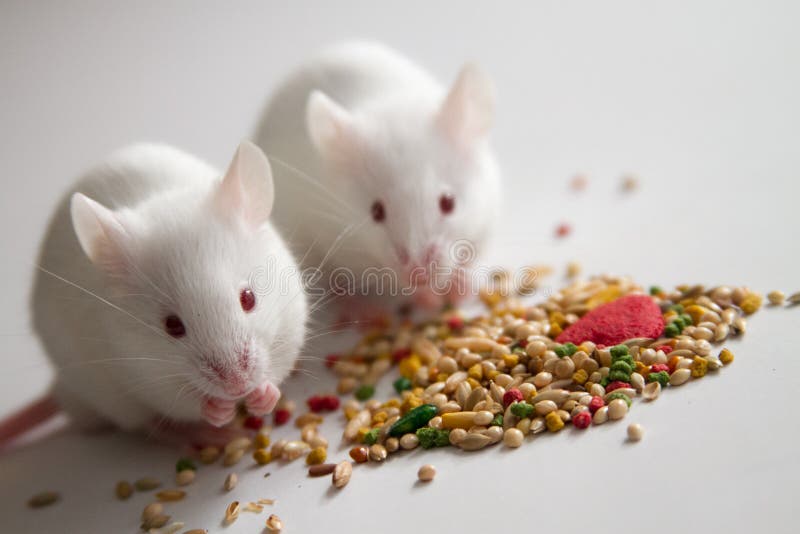 white mice food