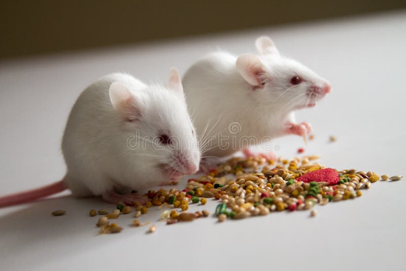 20,618 Mice Stock Photos Free & RoyaltyFree Stock Photos from Dreamstime