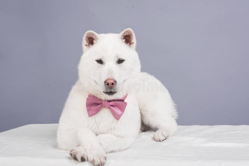 Kishu Inu white japanese beautiful dog middle size