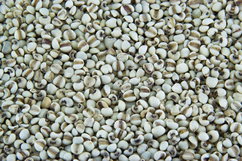 White millet seeds stock image. Image of ball, alert 78361129