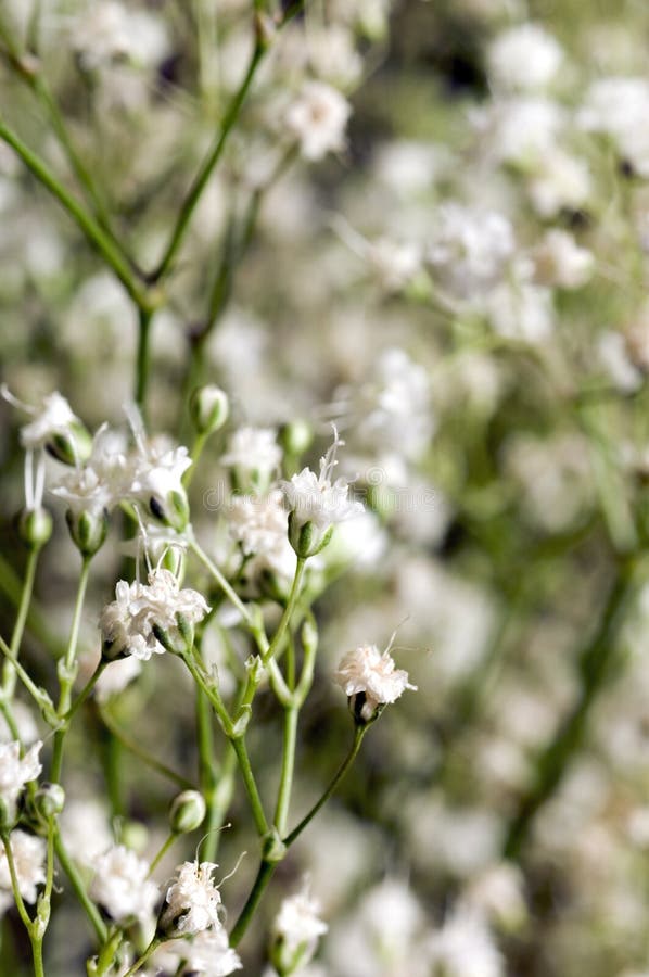 White million star flowers stock photo. Image of gypsophila 5198172